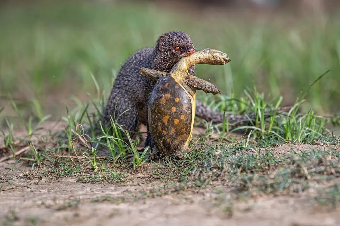 BishalN58025383's tweet image. Rare documentation of an #IndianGreyMongoose with an #IndianFlapshellTurtle kill. Flapshell #turtles bask on the riverbank during winter, when they often fall prey to these omnivorous mammals.

Nayachor River, #WestBengal
 Cr:Sudipta Chakraborty
#NiFAwards2022