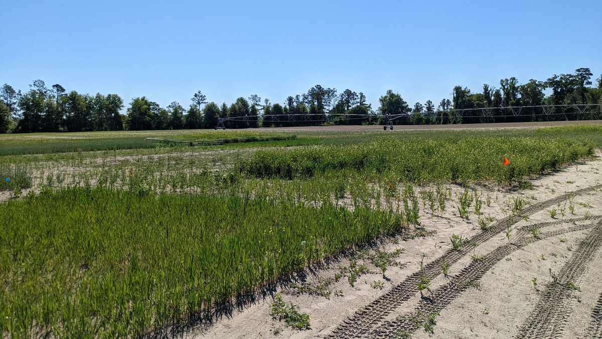 UFcropnematodes's tweet photo. Assessing peanut root knot nematode infection in a trial comparing carinata and other winter practices @nfrec_sv. (Trial led by @IanMSmall1 group.)

Seeing some small galls (indicating some infection) on carinata. Nematode counts will be provide more quantative info. https://t.co/akbgwfRcE5