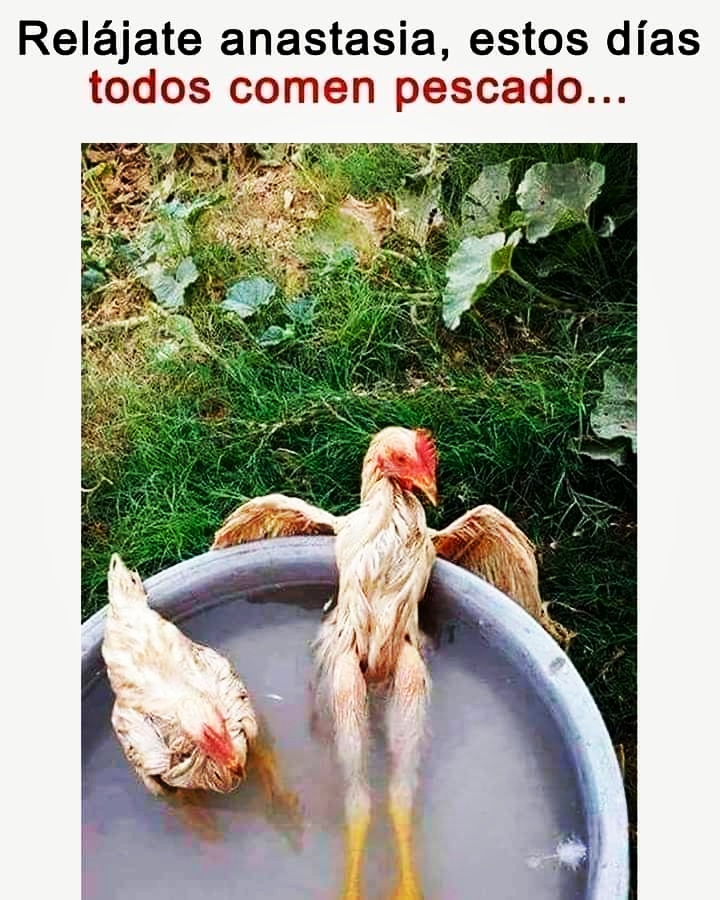 javierentreno's tweet photo. Se viene semana Santa
Relájate Anastasia 😅
#humorfitness #humorcolombiano #humorfit #risasymasrisas #risas😂 #risasfit #javisoloresultados https://t.co/Ked1x9fZJ7