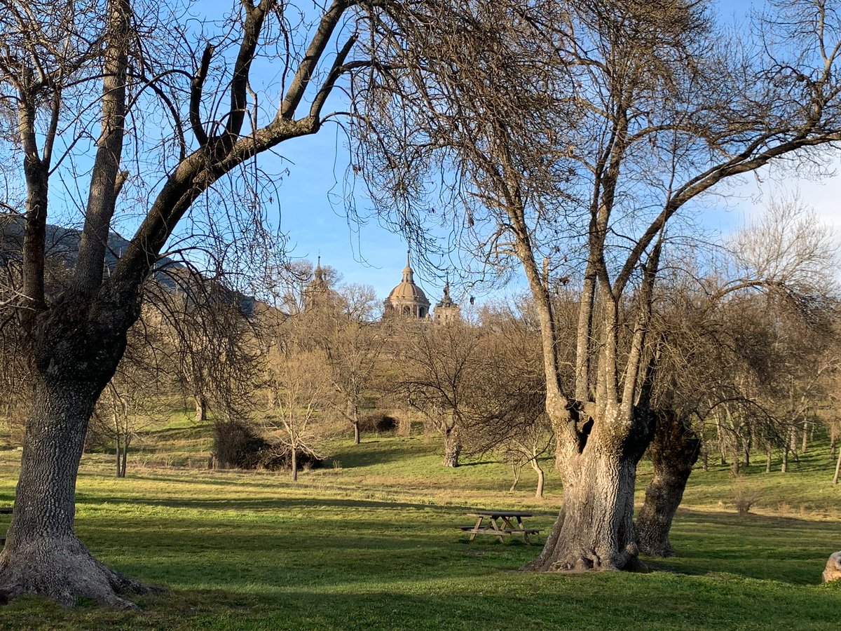 elsuenocercado's tweet photo. Últimas ramas desnudas en el bosque de La Herrería antes de la primavera. 
#cercadefelipeii #SanLorenzodeElEscorial #libro #ilustraciones #ilustracion #patrimonionacional #cultura #cerca #elsuenocercado #elescorial #madrid #laherreria https://t.co/5ynJTAJb2C