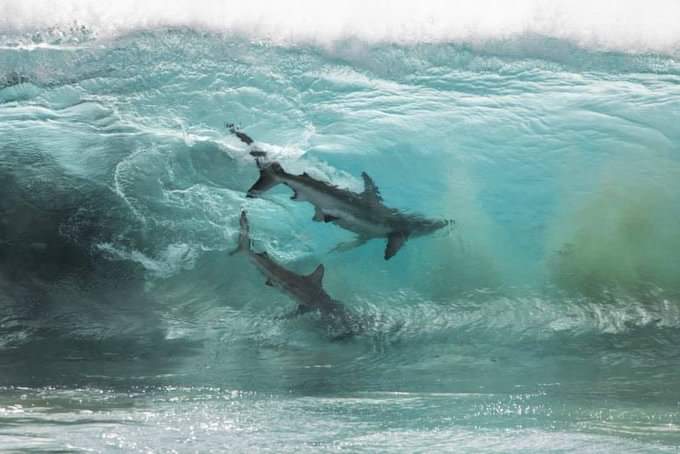 Marine Life Project tweet media