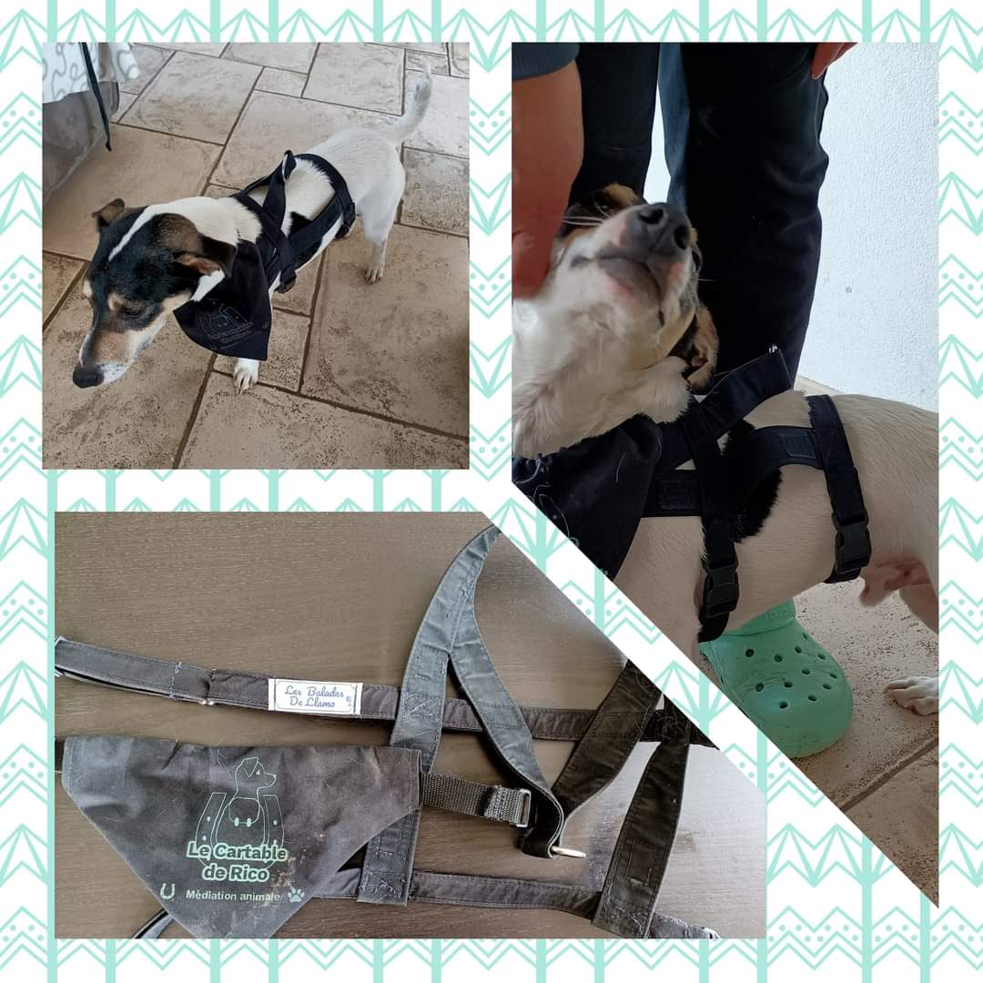 CartabledeRico's tweet photo. 🙌 Les Balades de Llama ➡️ ensemble harnais-bandana aux couleurs de notre asso Le Cartable de Rico👌. Nouvelle tenue de travail pour notre 🐶 médiateur! #mediationanimale #animalassistedinterventions #animalassistedlearning #chienmediateur #inclusiveeducation #inclusionscolaire https://t.co/scJqFe1byy