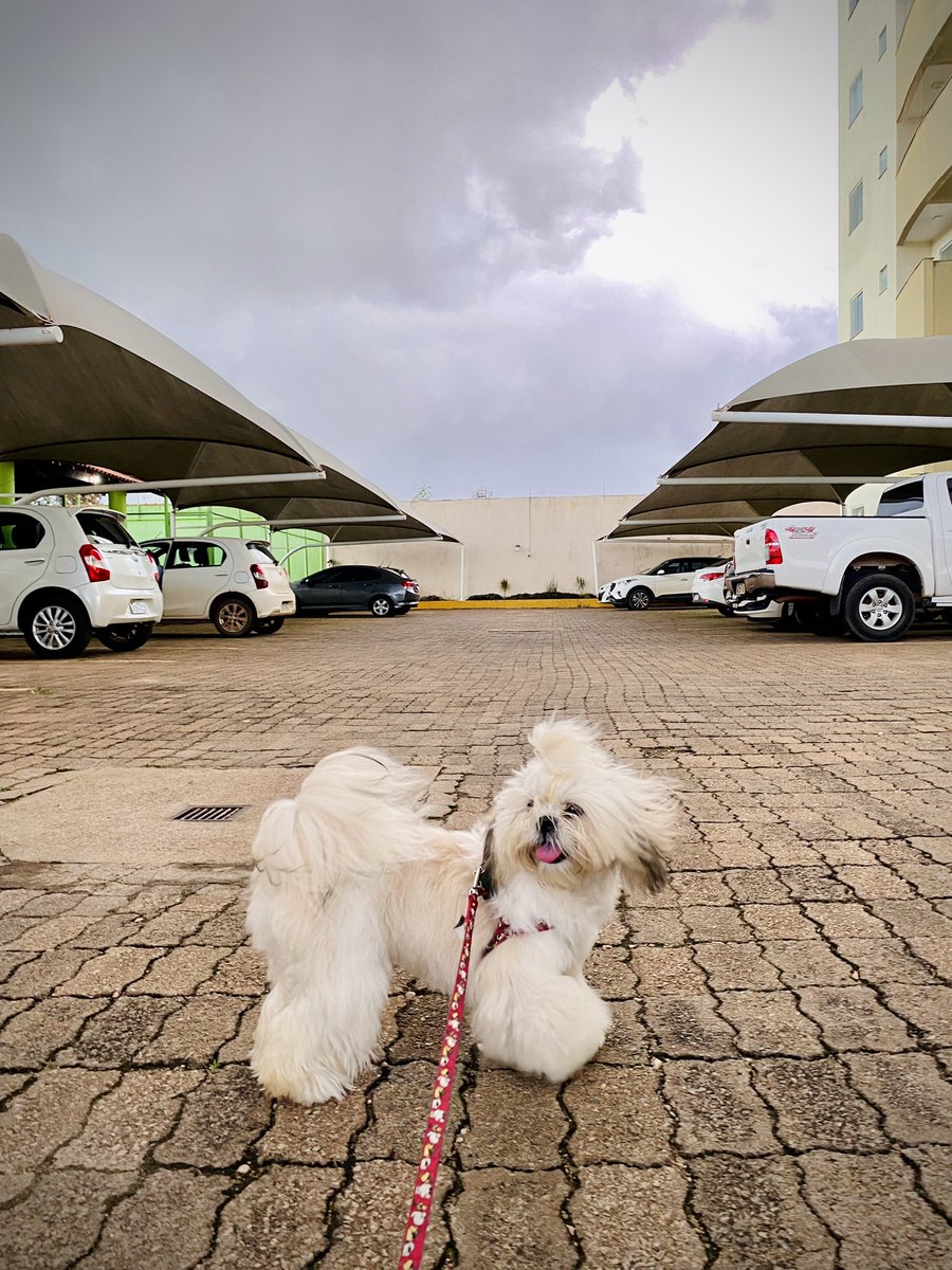 _drm93's tweet image. Feliz um ano de vida, meu amorzinho 🐶💗🎁🎉 #Magali