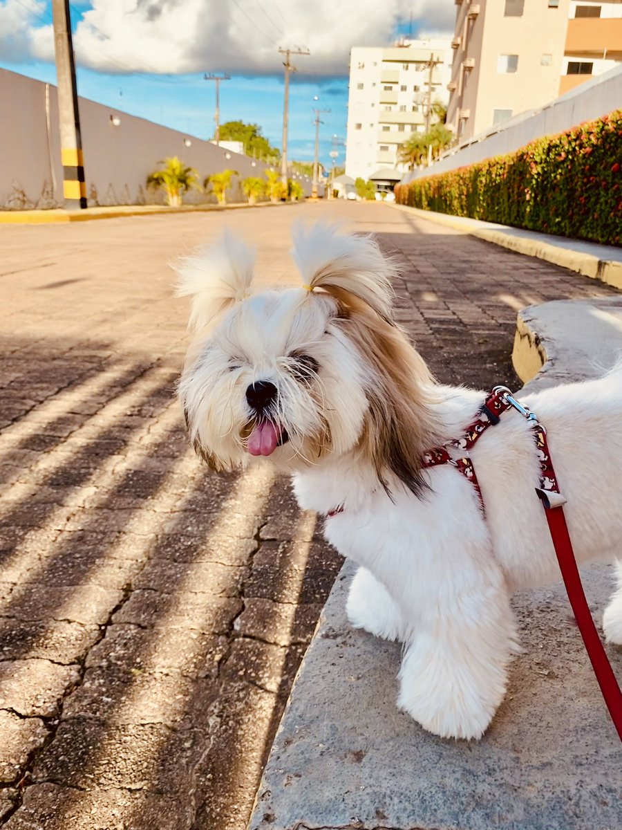 _drm93's tweet image. Feliz um ano de vida, meu amorzinho 🐶💗🎁🎉 #Magali