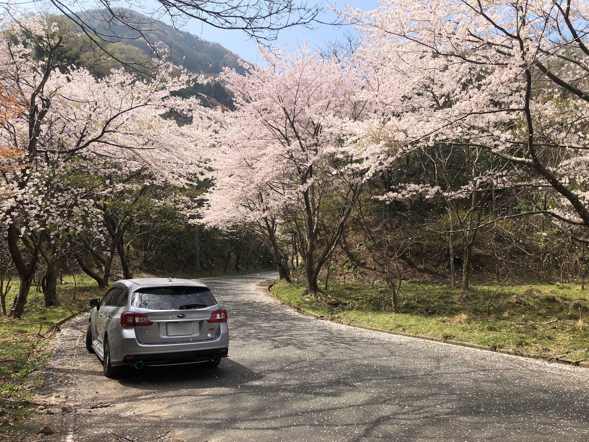 levorg_sti_ice's tweet photo. 丹後半島ドライブ。
桜吹雪とレヴォーグ。
経ヶ岬で撮影しました。
昼食は浅茂川海水浴場の駐車場で食べました。
帰りは京都縦貫道が事故による通行止めになったので下道で帰りました。

#京都府 
#京丹後市 
#丹後半島 
#経ヶ岬 
#浅茂川海水浴場 
#桜 
#レヴォーグ 
#LEVORG 
#ドライブ https://t.co/wAQ4oSxRCk