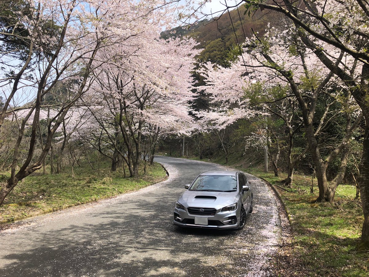 levorg_sti_ice's tweet photo. 丹後半島ドライブ。
桜吹雪とレヴォーグ。
経ヶ岬で撮影しました。
昼食は浅茂川海水浴場の駐車場で食べました。
帰りは京都縦貫道が事故による通行止めになったので下道で帰りました。

#京都府 
#京丹後市 
#丹後半島 
#経ヶ岬 
#浅茂川海水浴場 
#桜 
#レヴォーグ 
#LEVORG 
#ドライブ https://t.co/wAQ4oSxRCk