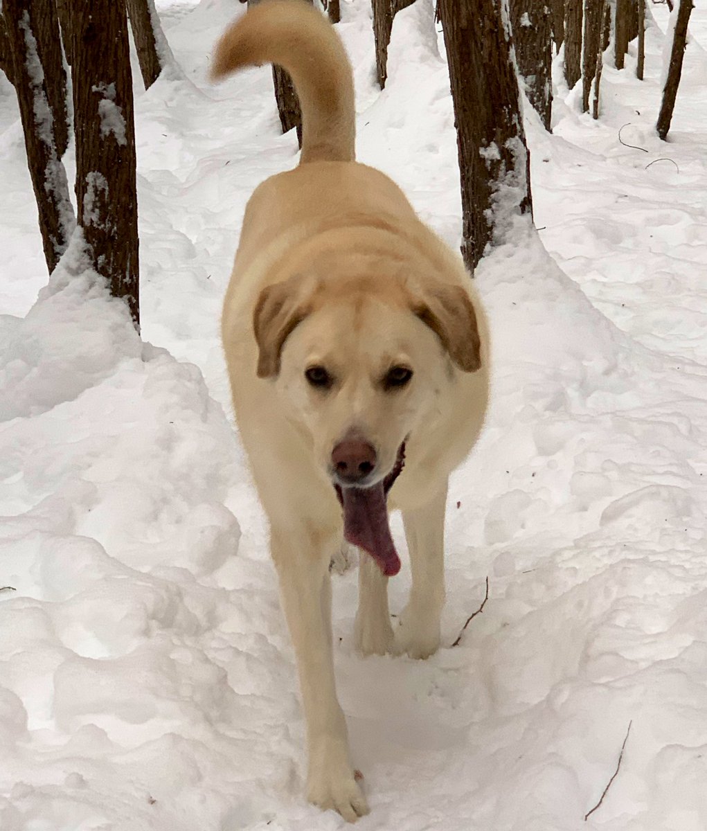lisawallace29's tweet photo. Six years ago we added this fur baby to our family. You’re a little quirky, definitely stubborn, but the best decision we ever made. Love you Gertie! #RescueDog #walkingpartner https://t.co/qqBQVNJhze