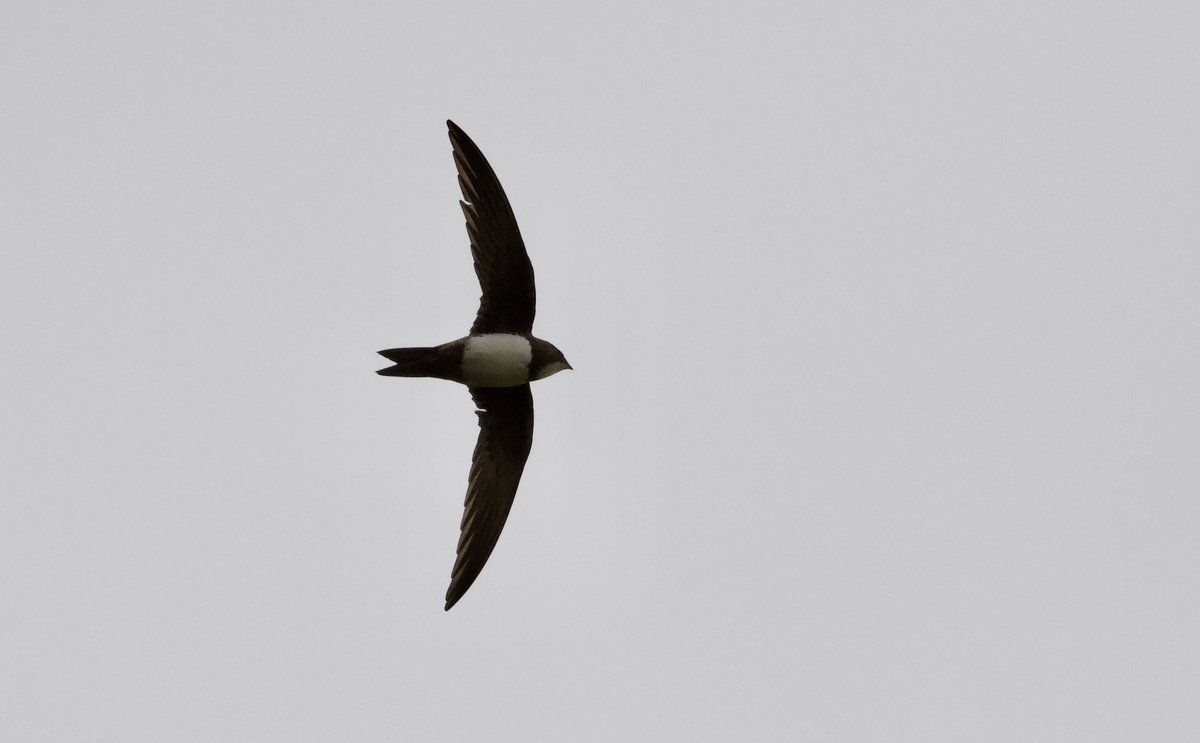markrobanson's tweet photo. a bittersweet morning after missing the Puffin by minutes at #hornseamere this morning when picked up the Alpine Swift distantly from KP, pics taken from 3rd field on the southside late morning, swift generally high over the west end #alpineswift #birding https://t.co/rZkGaJdB3A