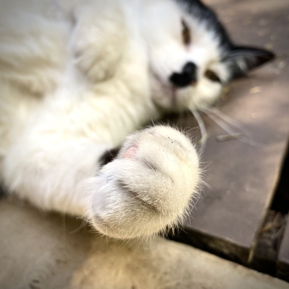 Paw bump! G'wan, you know you want to. #happycaturday, all!😻

#caturday #ilovemycat #felinelove