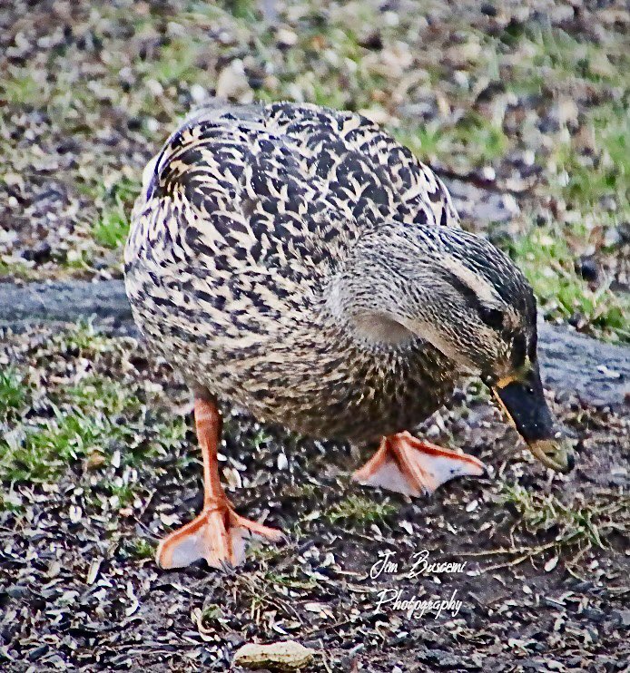 #ducks #birdsofinstagram #audubonsociety #mallards #wildlife #ducksofinstagram #your_best_birds @News_8 @13WHAM #bh_wildlifephotography #picturetokeep_weekly #just_newyork @news10nbc @shutterbugpix