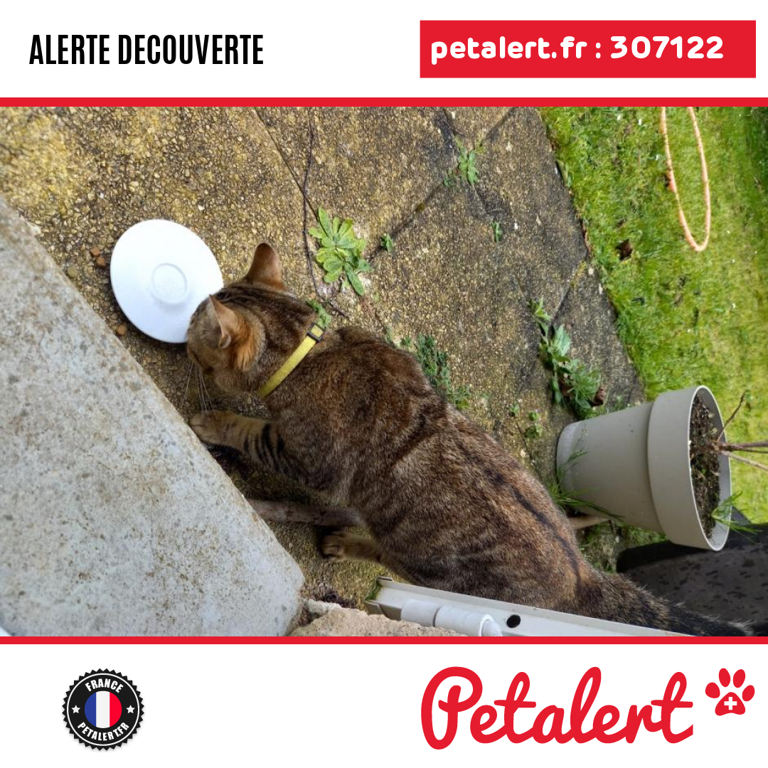 petalert_france's tweet image. Trouvé #Chat #CharenteMaritime #DompierreSurMer #Petalert  #PetAlert17 / p3t.co/UtVmA