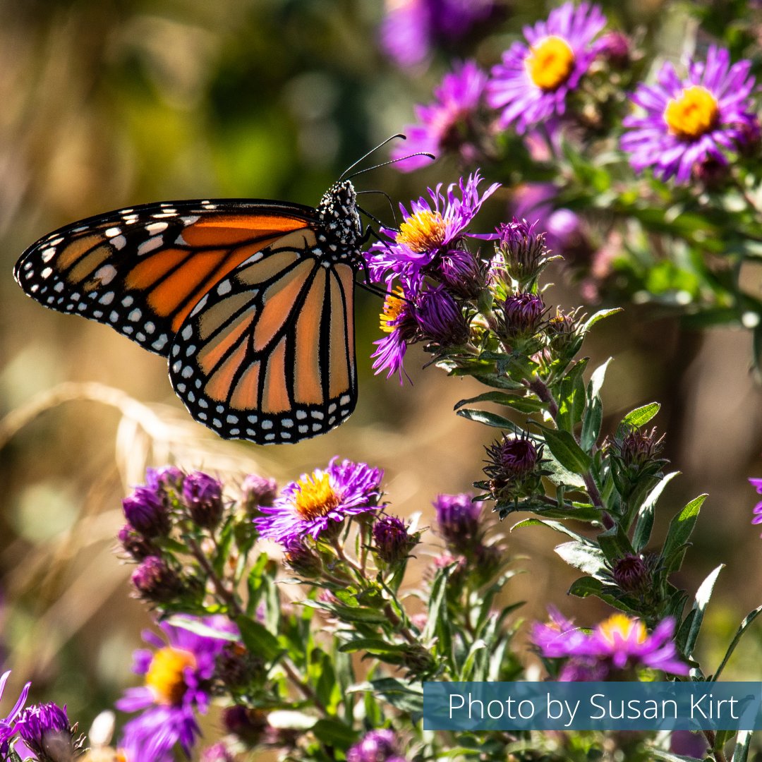 219GreenConnect's tweet photo. 🦋🌼 "SAVE OUR BUTTERFLIES: How to Plant Butterfly Gardens and Establish Pollinator Sanctuaries" 🌼🦋 - https://t.co/o4MHUawmTX https://t.co/3rFxOYmu8C