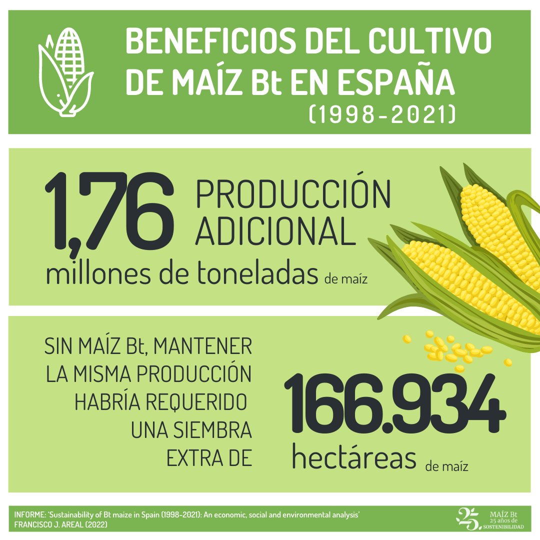 fundacionantama's tweet photo. 🌽 ¿Sabías que el cultivo de #maízBt ha dado en España una producción adicional de 1,76 millones de toneladas? 📈 Para alcanzar esa con maíz convencional habría sido necesario cultivar una superficie adicional de 166.934 hectáreas.

👉 https://t.co/mFxz5Z8PaR

#biotecnología https://t.co/0HisokvhdB