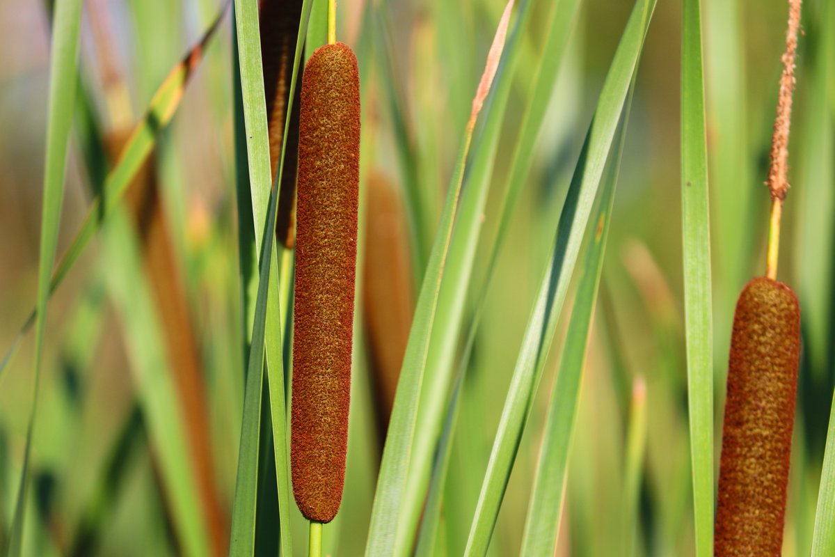RideauValleyCA's tweet photo. Have you ever tried a wild hotdog? 🌭Tastier and healthier than store-bought, wild hotdogs can be found across the watershed. They're just one of many edible species found in the Rideau Valley!

#foraging #edibleforest #hotdogs #aprilfools https://t.co/sTsvntqioe