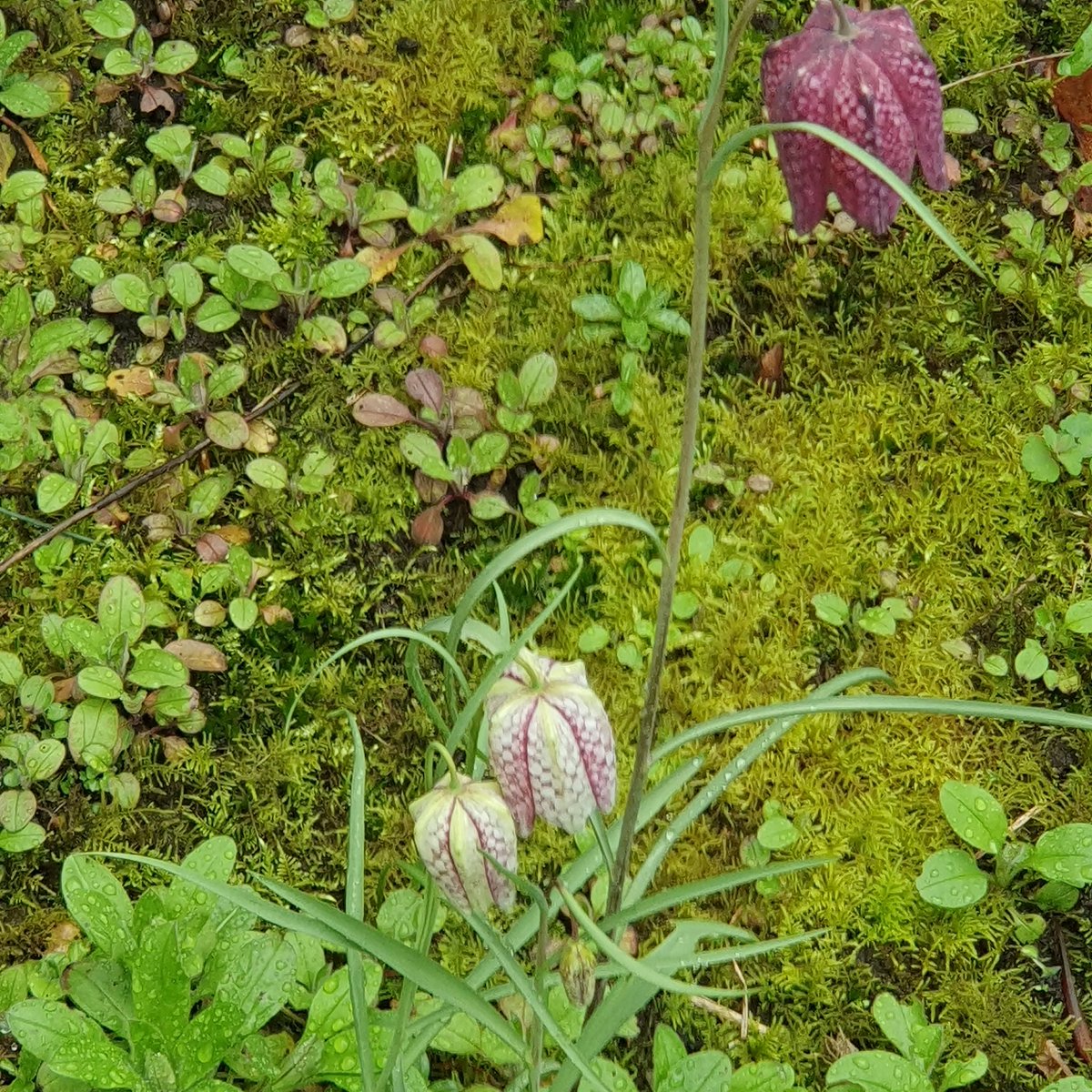 Renze60's tweet photo. Mooi gewoon in de tuin; de kievitsbloem https://t.co/IYJu81eQIU
