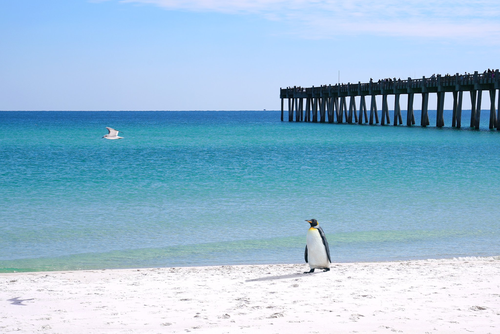 Pensacola Florida on Twitter "🚨 BREAKING 🚨 Emperor Penguin spotted on