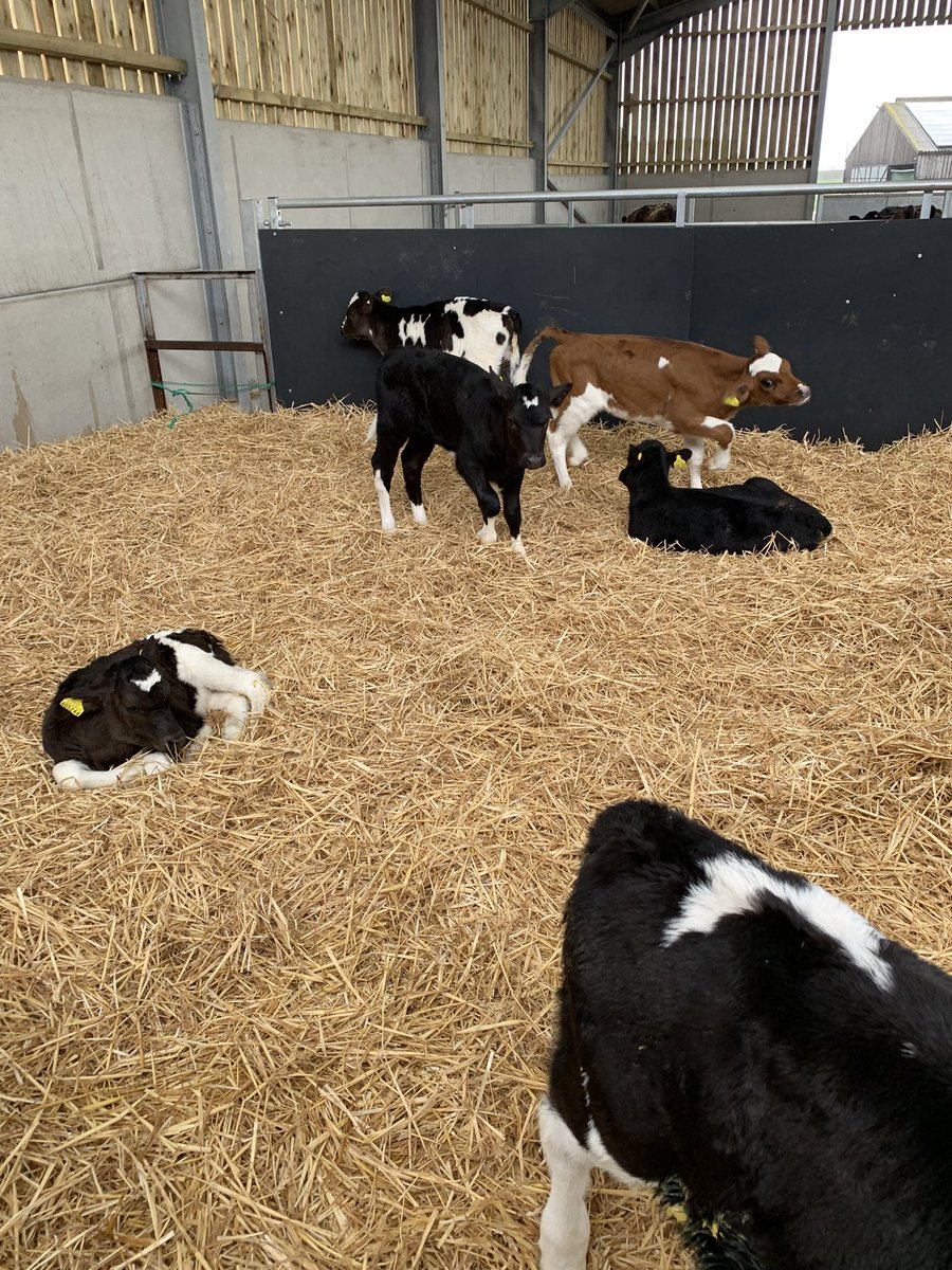 HorizonSeeds's tweet photo. A bit wet in Dorset this morning but at least the young stock are dry! https://t.co/rufjthD4rz