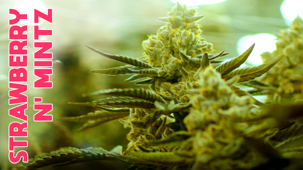 mtlcanna's tweet photo. On a bientôt quelque chose uniquement pour le Québec! Strawberry N' Mintz dans un format jamais vu chez MTLCannabis.

We're coming out with a special something, just for Quebec! Strawberry N' Mintz in a brand-new format at MTLCannabis.

#mtlgrown #flowerfirst  #craftcannabis https://t.co/Rk0vUnfxQG