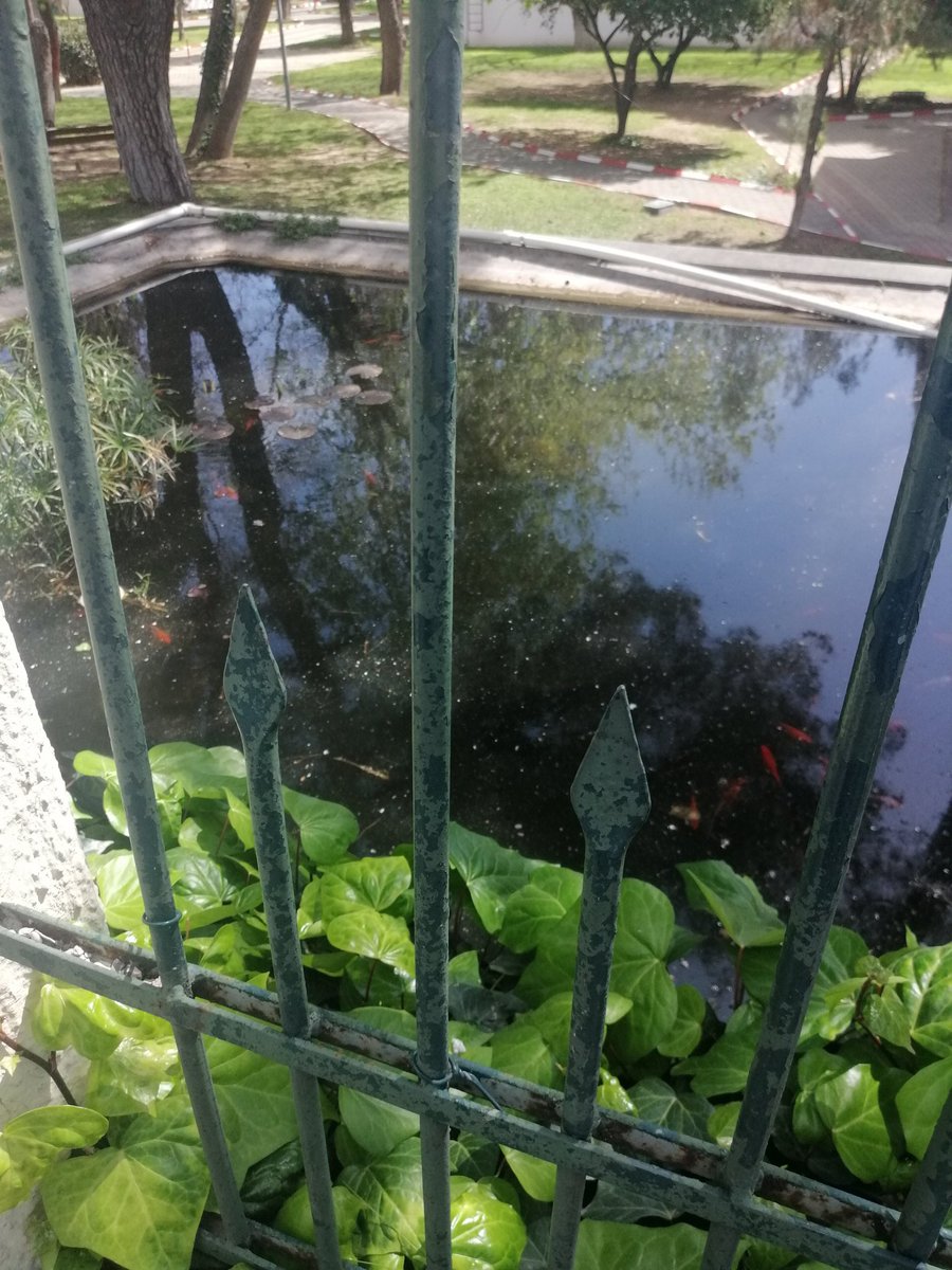 Hayvanlar bokun içinde yüzüyor, bi havuzun suyu değiştirin