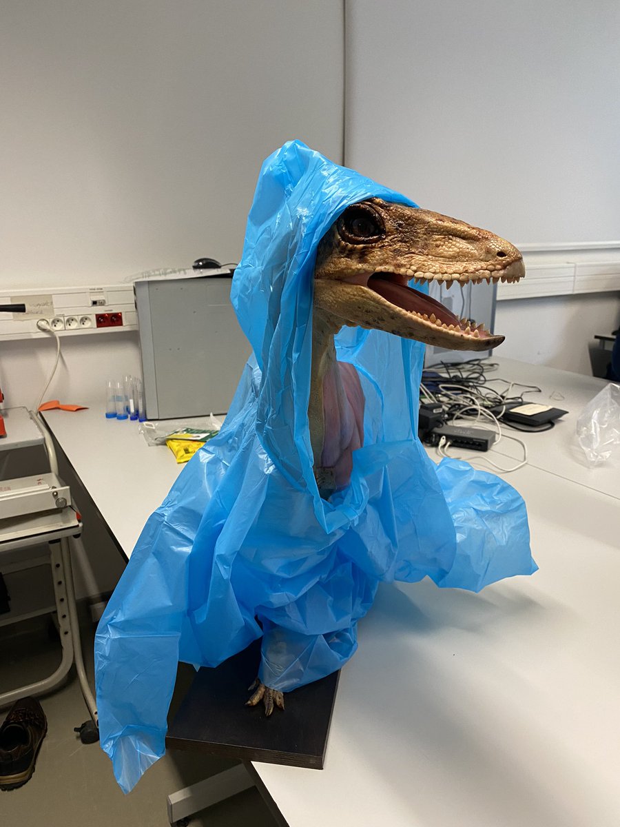 S_LopezTorres's tweet photo. We had to move our #Silesaurus under some drizzle, so we gave her a rain poncho. She was not happy. https://t.co/GF9HKuC9rr