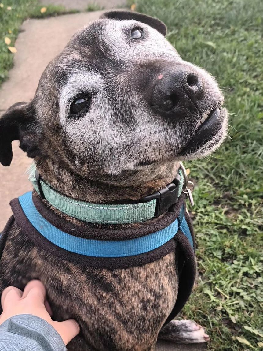 Please retweet to help Albert find a home #StokeOnTrent #UK Aged 11, Albert has been overlooked. He needs an adult home as the only pet. DETAILS or APPLY seniorstaffyclub.co.uk/adopt-a-staffy…… #dogs #pets #animals