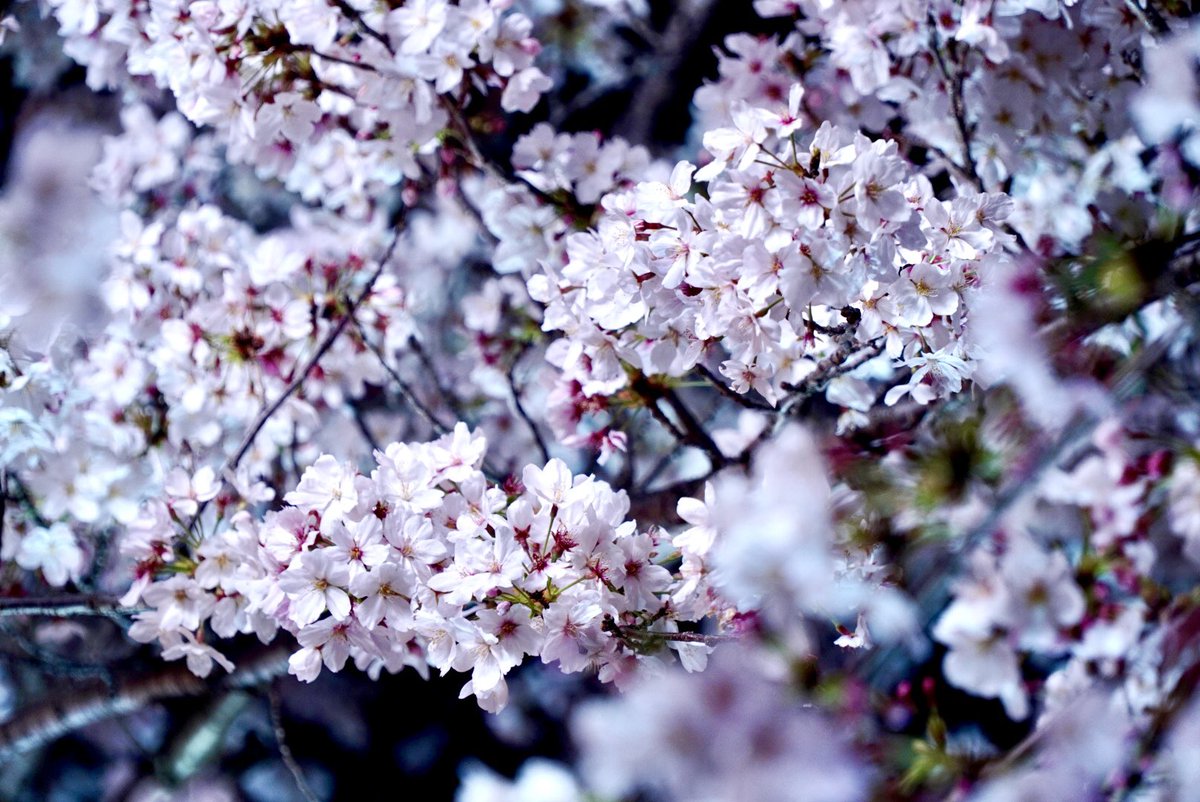 「桜 」|🗻のイラスト