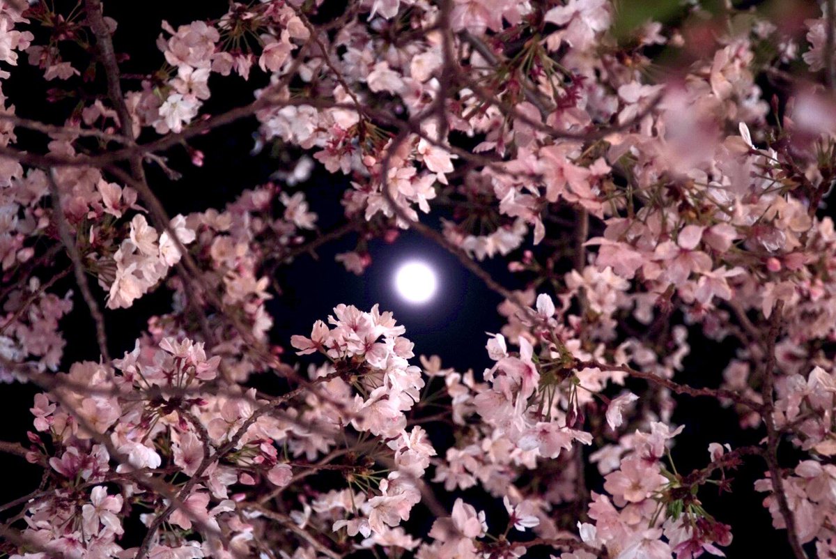 no humans cherry blossoms night moon full moon sky night sky  illustration images