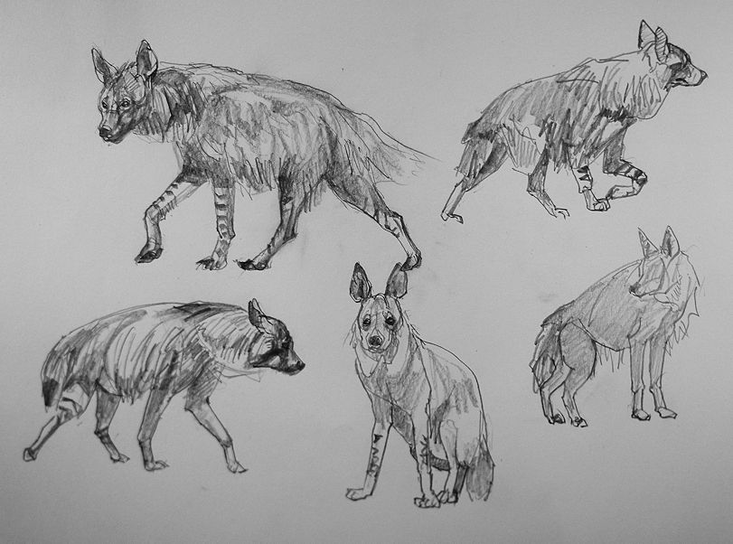 haiiromizunagi's tweet photo. #カッショクハイエナ #BeachWolf #Hyaena を #ドローイング #北星鉛筆 #大人の鉛筆 2B 芯で‥新年度の初出勤を終え、制限時間3H弱。ここ最近、脚の長い種短い種を描いたのだが、そう言えば長い/短いが混在する種がいたな‥と、選定開始。本種は描いた事もなく、蓑を着たような感じが良いなぁ‥と思う。 https://t.co/X75UiG6cyt