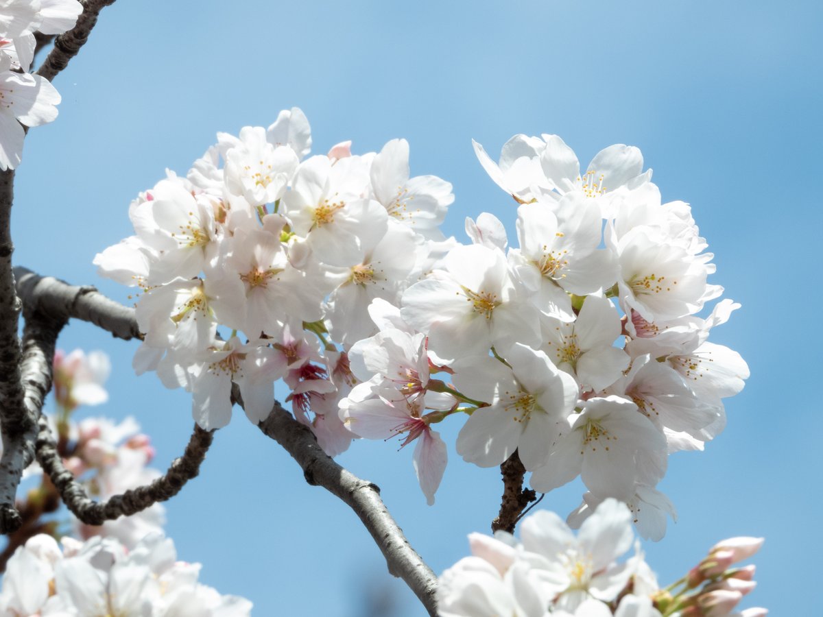 kurofukuZN6's tweet photo. 盛りを逃したのはともかく、せめてもう少し空が青ければ・・・。

#桜 #SAKURA #P1000 #P340 #Nikon https://t.co/BPQ4rXoQJP
