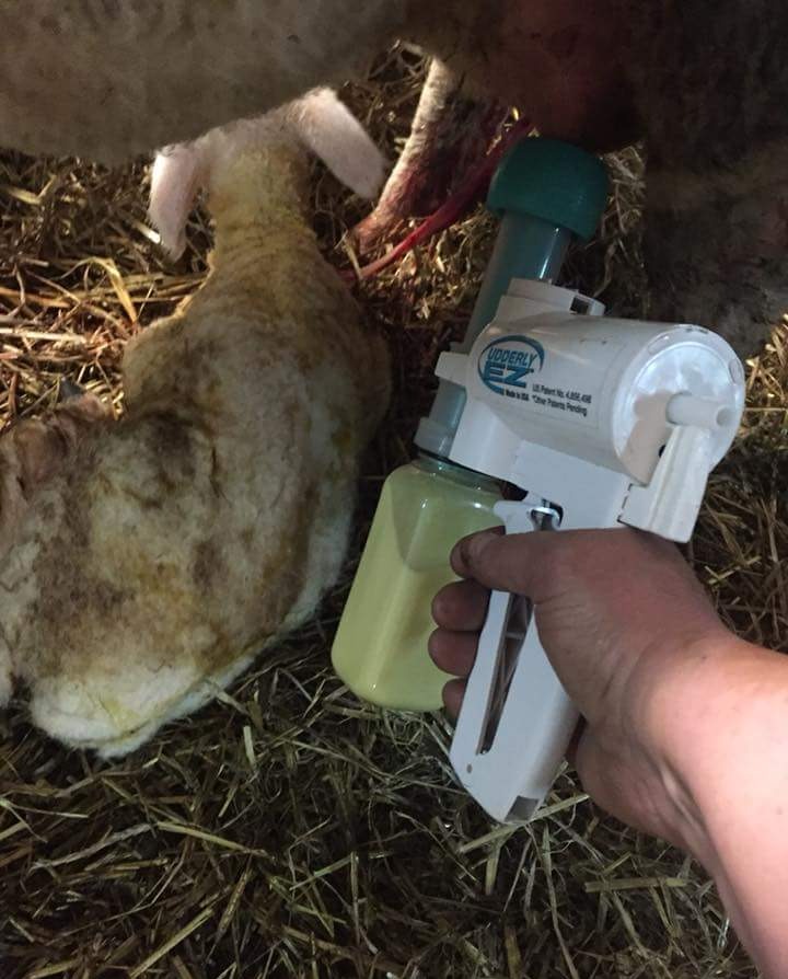 Happy April Fool's Day! Don't be fooled into using outdated, cumbersome milking methods. Use the right equipment for a hassle-free milking experience. 🐄🐐🐑🐴

#AprilFoolsDay #UdderlyEZAnimalProducts #MilkingEquipment #EfficientMilking #HappyAnimals