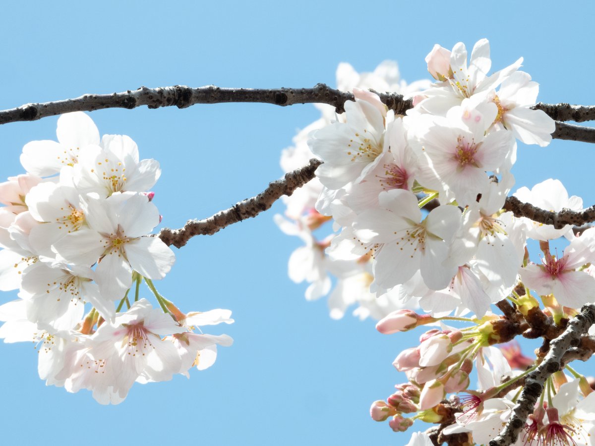 kurofukuZN6's tweet photo. 盛りを逃したのはともかく、せめてもう少し空が青ければ・・・。

#桜 #SAKURA #P1000 #P340 #Nikon https://t.co/BPQ4rXoQJP