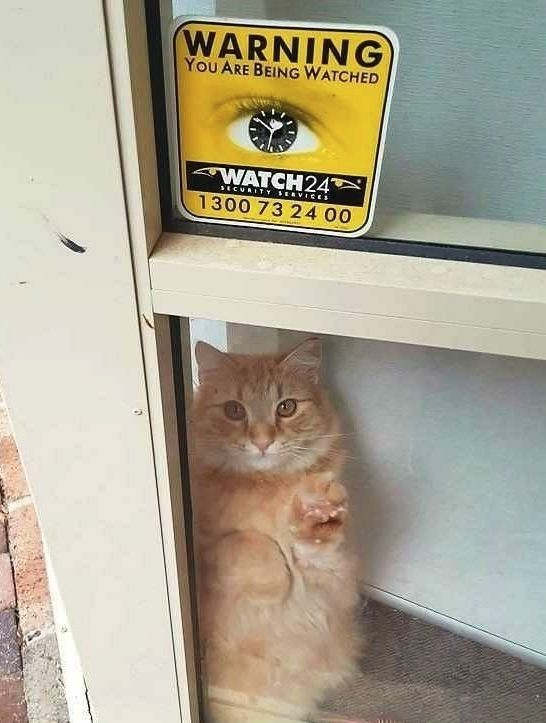 cats with jobs 🛠 tweet media