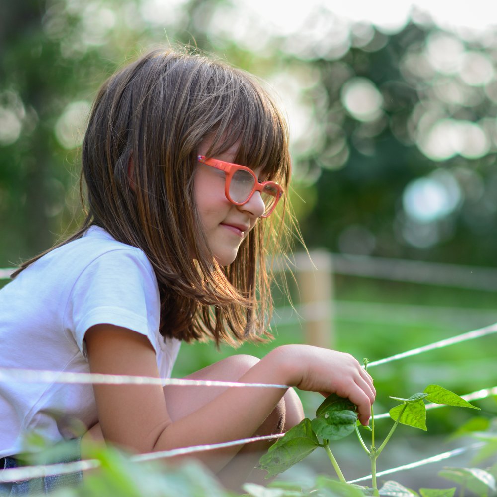 Citizen science in the #VIBGrandChallenges Soy project 👥 #CitSciMonth #CitSciTC 

👩‍🌾>1000 citizens & farmers planted soy in their gardens and collected data over 6 months
🔎we investigated the gardens' soil and soy to find local bacterial partners that facilitate soy growth