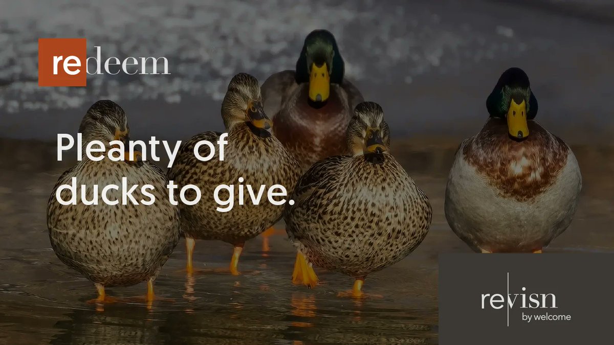 stayRevisn's tweet photo. Today, Revisn is proud to announce we are donating 500 companion ducks to the Pullen Park Ducks without Partners animal comfort organization. These ducks will help fulfill the emotional and psychological needs of ducks that find themselves partnerless during spring migration. https://t.co/ONWN47Zzoq