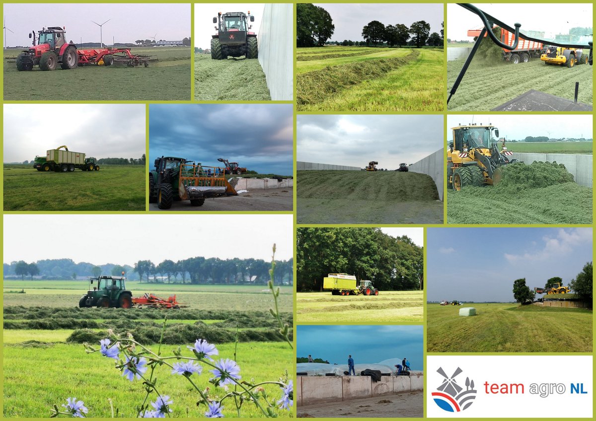 teamagronl's tweet photo. April is de #grasmaand🌱
#VanGrasTotGlas🥛
Koeien eten graag gras; vers of gedroogd. De meeste gaan rond deze tijd weer de wei in (check: #koeiendans) en van deze 1e 'buitenmelk' kun je dan weer #GrasKaas maken!🧀😋
ℹ️ https://t.co/aUWprmrd7E🐄
Ook de 1e snede is vaak in april: https://t.co/88tuNqyT1j