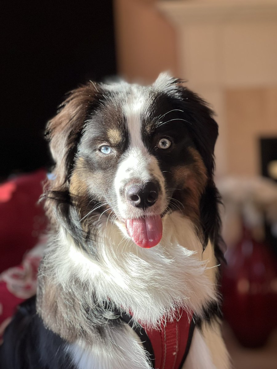 Coffeewhore2's tweet photo. I’m obsessed 🐾❤️ #myjosh #saturdaymorningsunshine #tonguebubble https://t.co/0ayspItsVM
