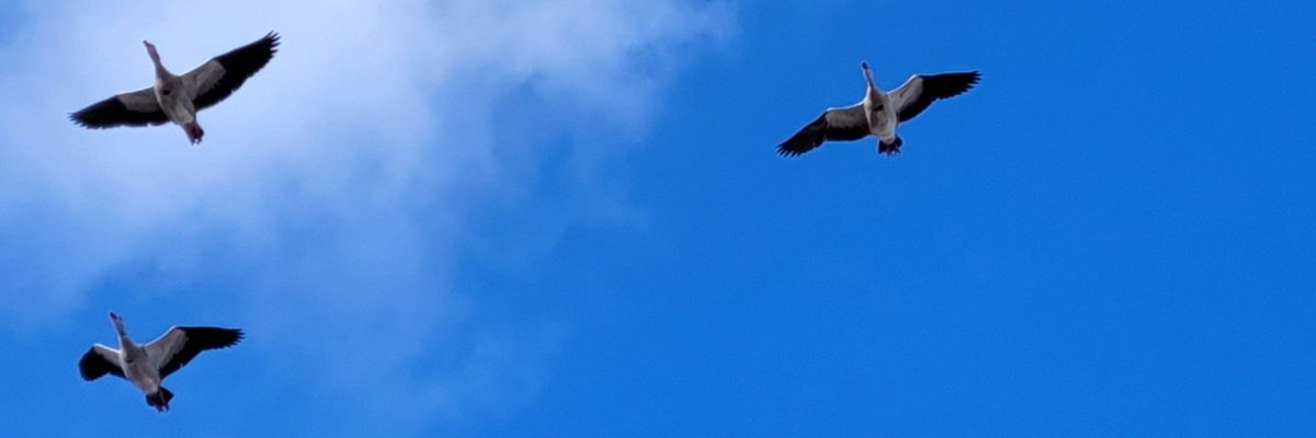 HappyNesselande's tweet photo. @sykesjeff @Natures_Voice @RSPBLeightonM Another lucky shot with my smartphone #zevendehemelseplas https://t.co/tksqeitPBg