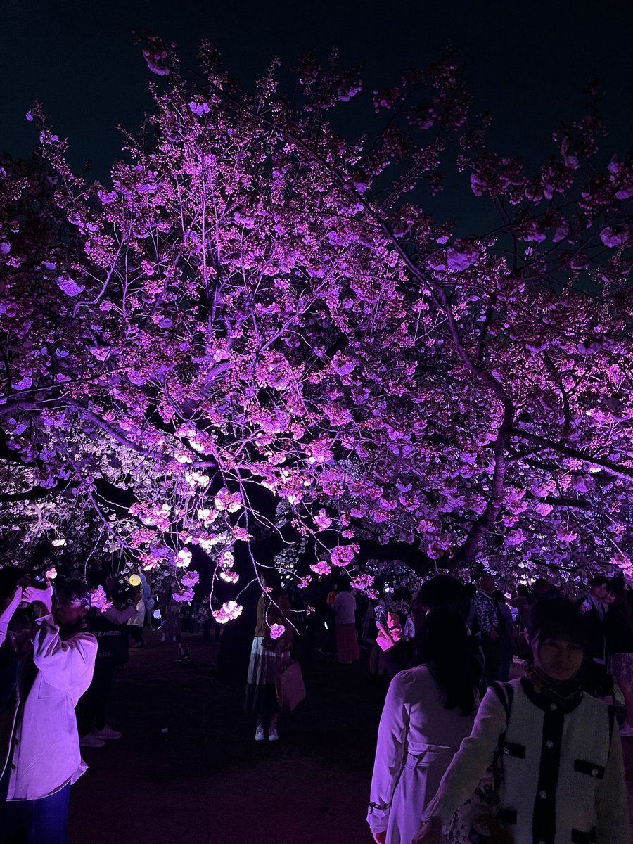 takashisp's tweet photo. 本当に夜桜が綺麗ですね！
夜散歩のしがいがあります！ https://t.co/d3TLZ9830n
