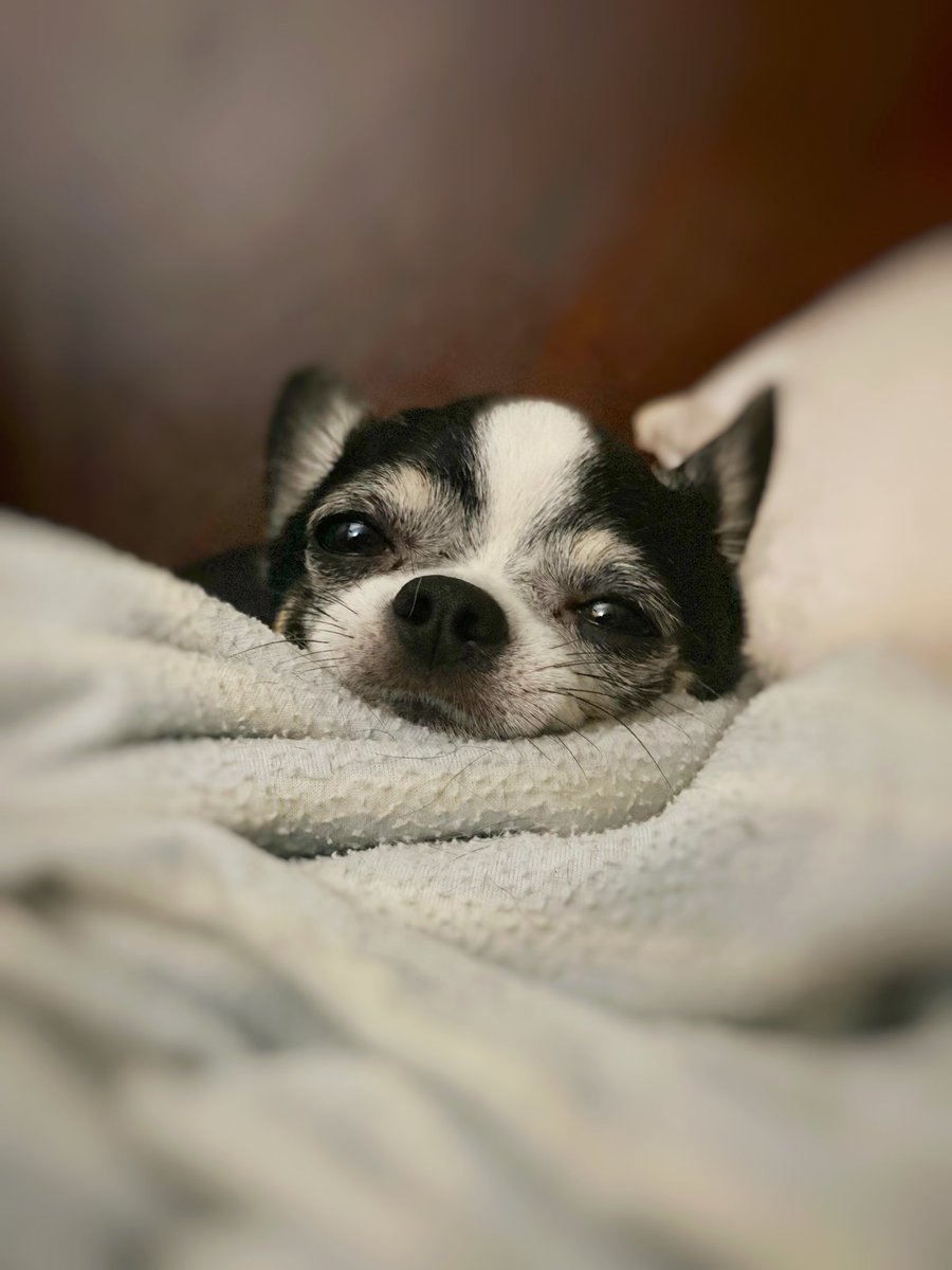 JeDi_maSter0706's tweet image. Cutieee! #KyloIsTheBestBestDoggieInTheWorld #CCBD Cute cute baby dog