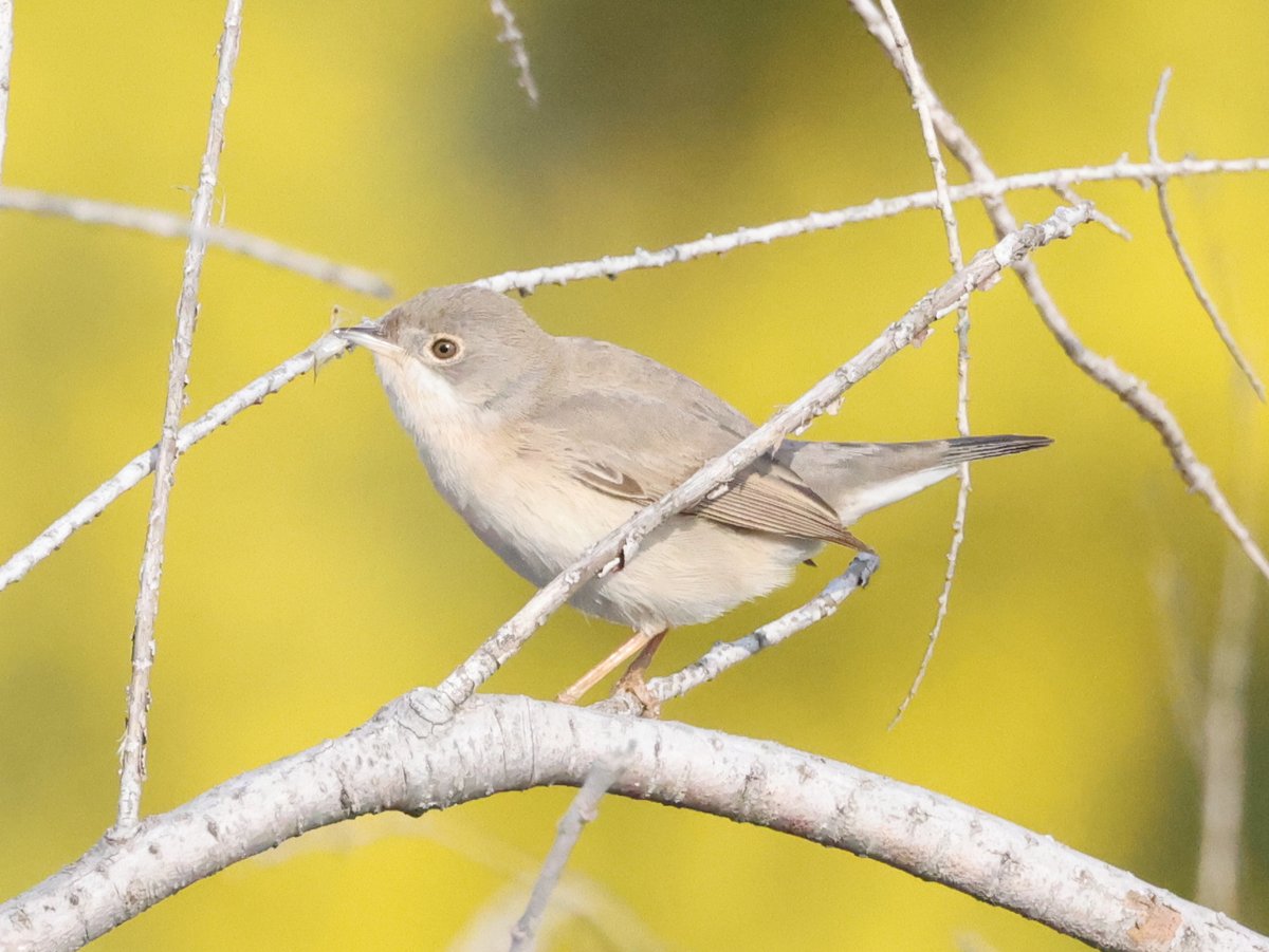 Another rarity today adjacent to Paralimni Lake. Menetries's Warbler. #cyprusbirds
