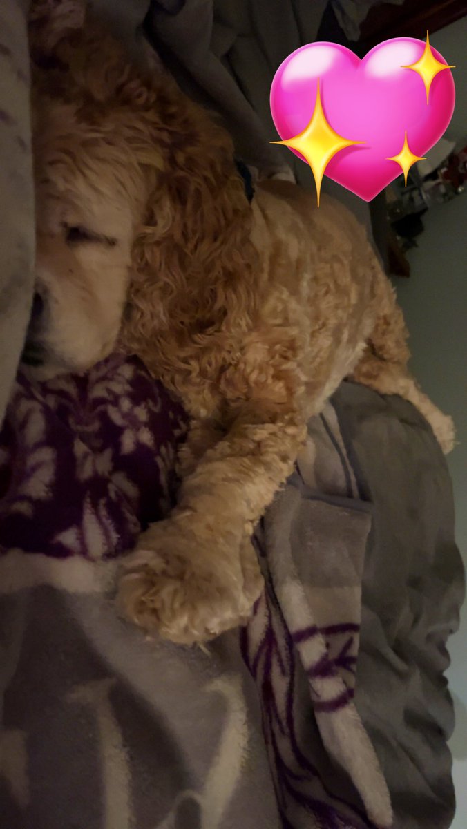 sokormom's tweet photo. @Phil_Sledge #cockerspaniel #bedhog How can he stretch so far over the entire bed! 😂 https://t.co/atSI3ThWNO