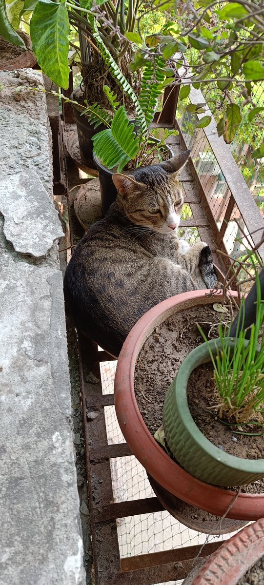 KittuTheTabby's tweet photo. #Caturday plans
@catsofinstagram #catsofweek #catsofinstagram #catstagram #catsoftwitter #catsinweirdpositions #catsinweirdplaces #catsarefamily #catsareforlife #petsareforlife #petsarefamily #adoptdontshop https://t.co/UiTo9H9CFn