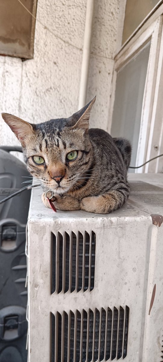 KittuTheTabby's tweet photo. #Caturday plans
@catsofinstagram #catsofweek #catsofinstagram #catstagram #catsoftwitter #catsinweirdpositions #catsinweirdplaces #catsarefamily #catsareforlife #petsareforlife #petsarefamily #adoptdontshop https://t.co/UiTo9H9CFn