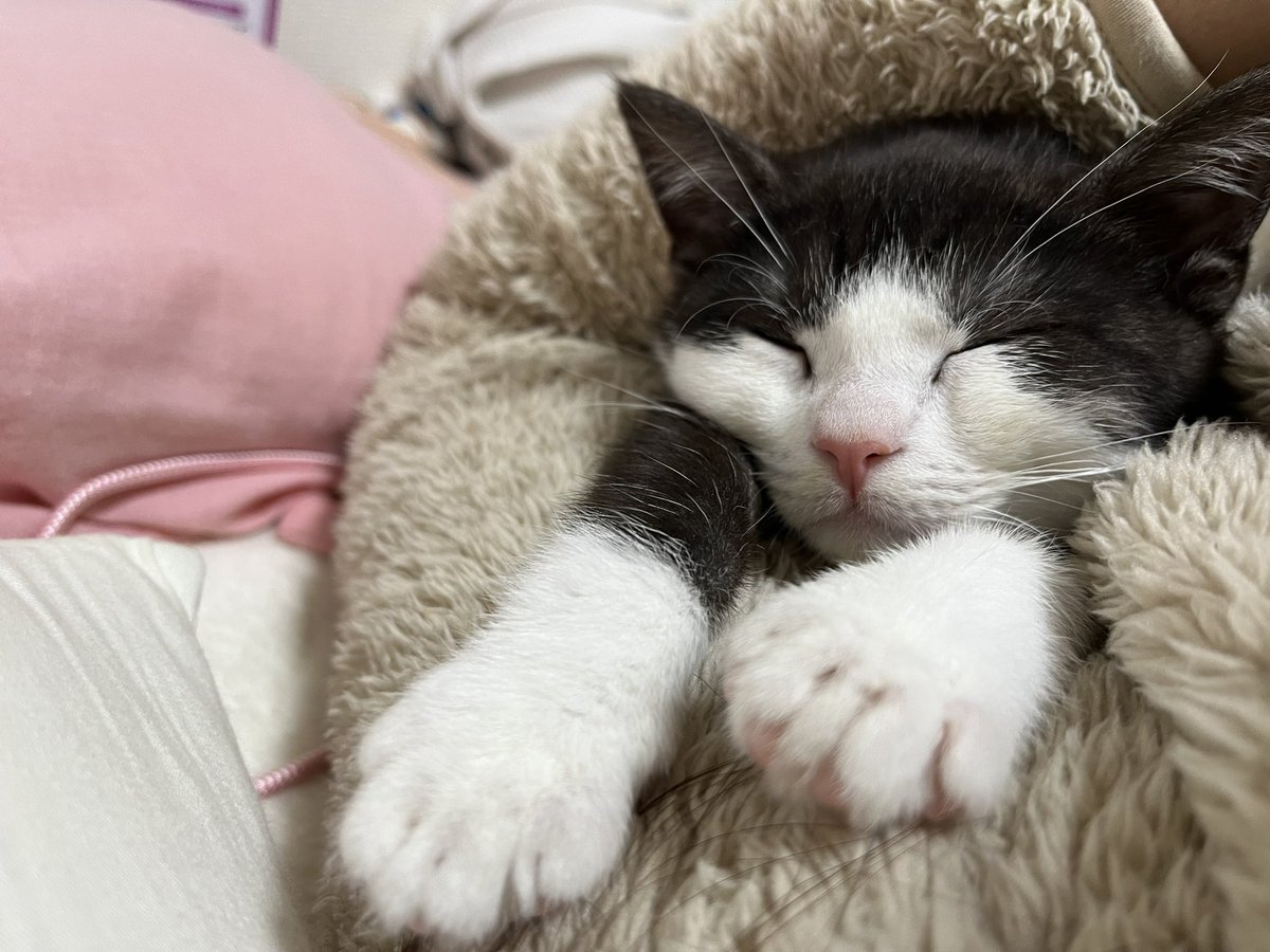 L6Iv1b's tweet photo. 猫達と離れたくない（ ;  ; ） https://t.co/iFEKFUvH8D