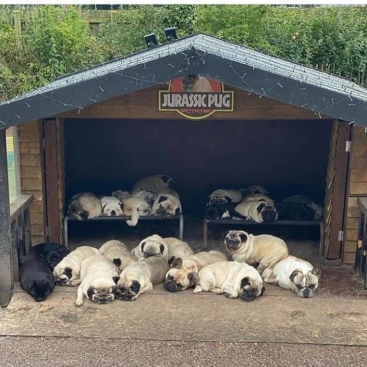 Dinky Pug tweet media
