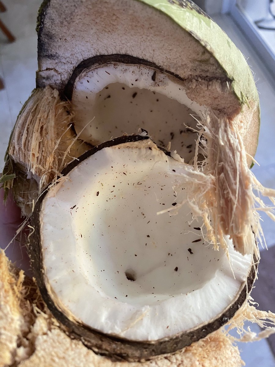 ARUBAMOVING's tweet photo. Have a nice weekend!
Coconuts are very common in most Arubian garden
#Aruba #livingonaruba #movingtoaruba https://t.co/eYtCiI21fh