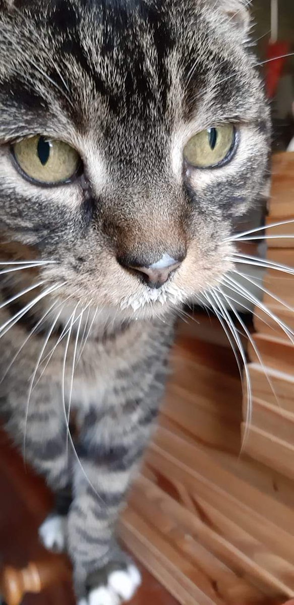 radicalhoneybee's tweet photo. Remembering our beloved #SolidDennis on this cold #Caturday. What a love he was, and a fine gentleman too. I miss him every day. Bless his bonkers little heart.
#HeadLikeAnAnvil #Caturday https://t.co/NLo1gdBq9d