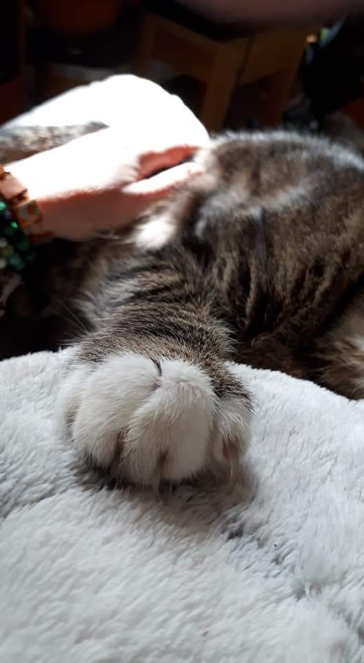 radicalhoneybee's tweet photo. Remembering our beloved #SolidDennis on this cold #Caturday. What a love he was, and a fine gentleman too. I miss him every day. Bless his bonkers little heart.
#HeadLikeAnAnvil #Caturday https://t.co/NLo1gdBq9d