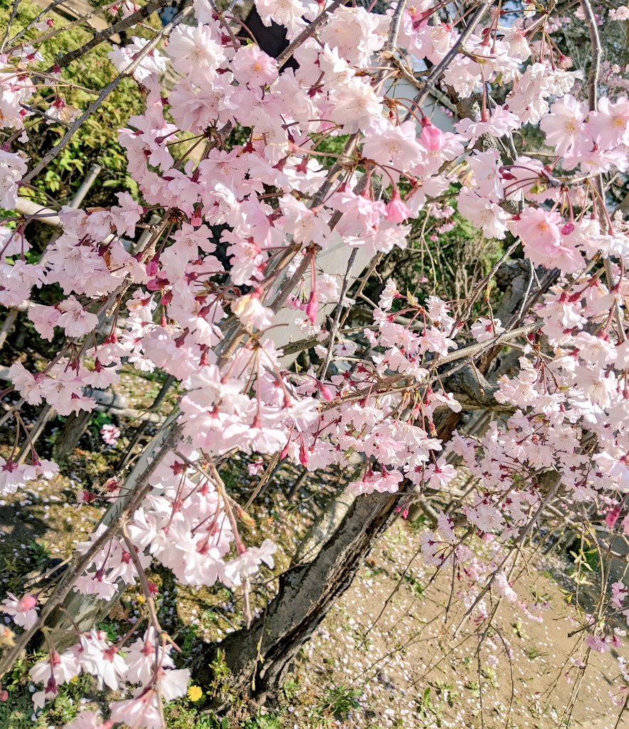 「今日は、子と桜を見に行ってきました。とっても綺麗でした 」|とめのイラスト