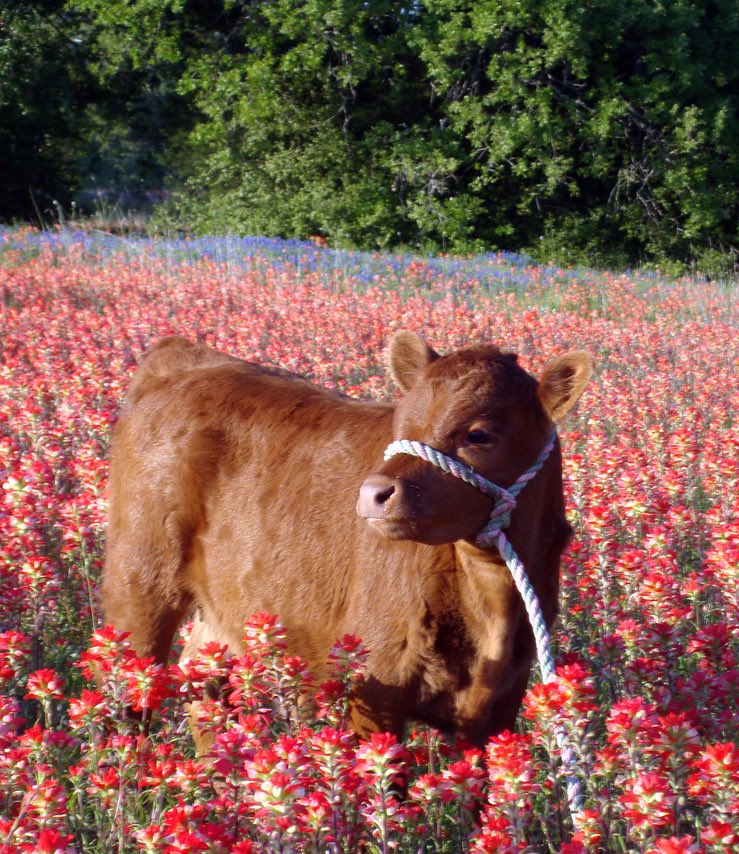 AMAZlNGNATURE's tweet photo. oh to be a little cow in a flower field https://t.co/5rPnVGJf0U